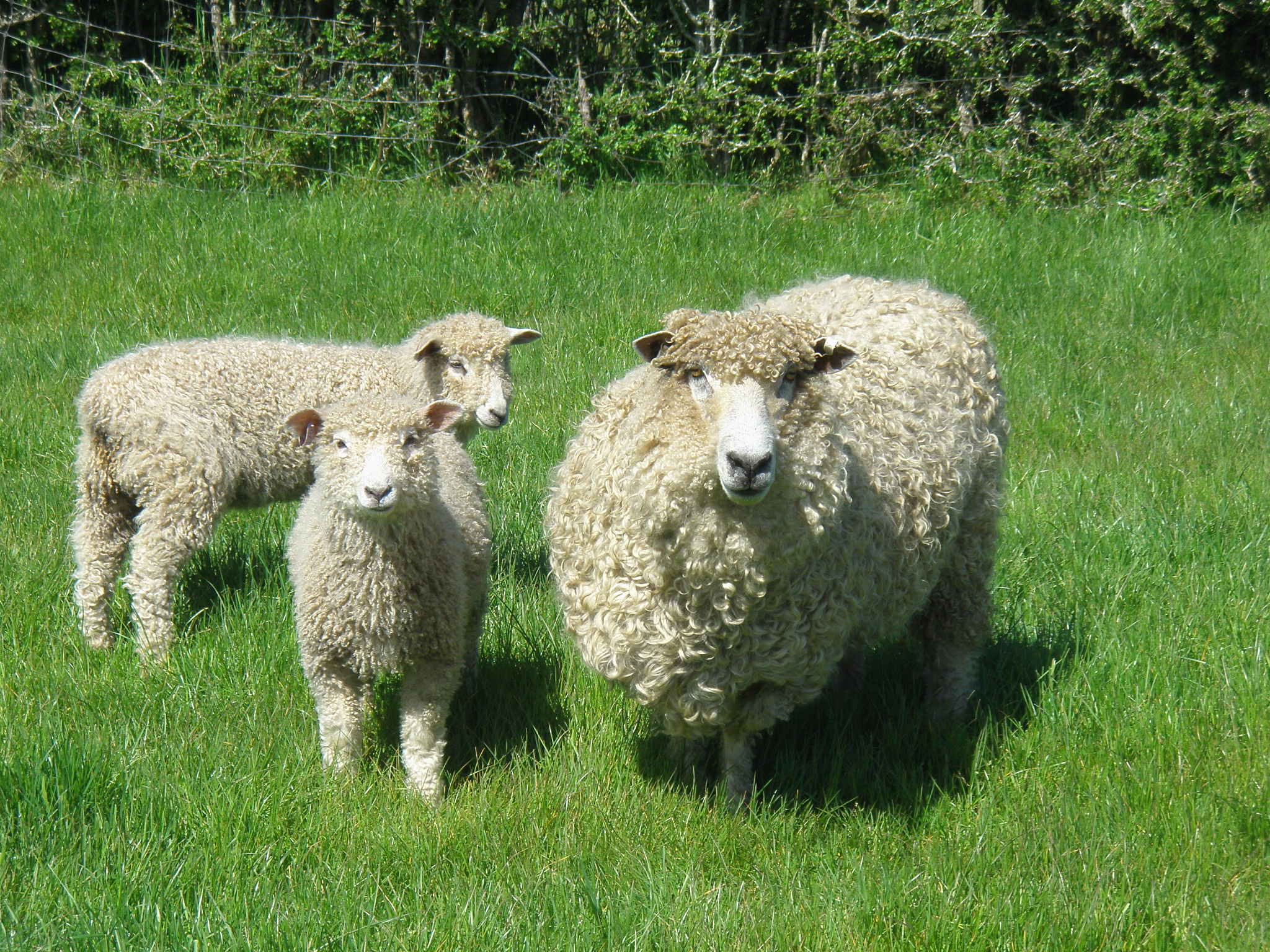 Melton Park English Leicester Stud — Australian Rare Breed Sheep